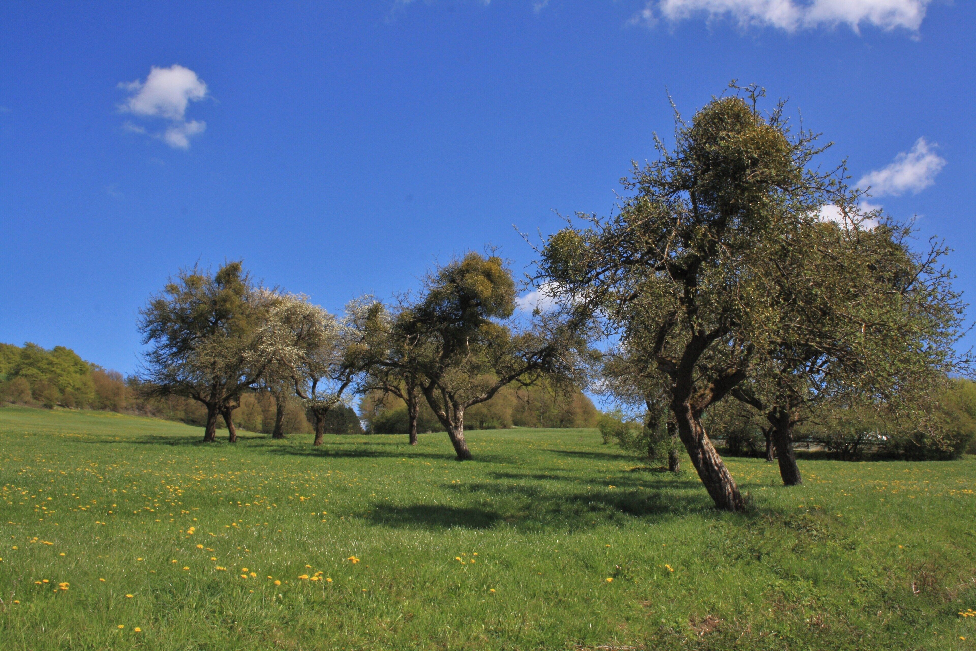 A grassy field with trees and a clear blue sky.