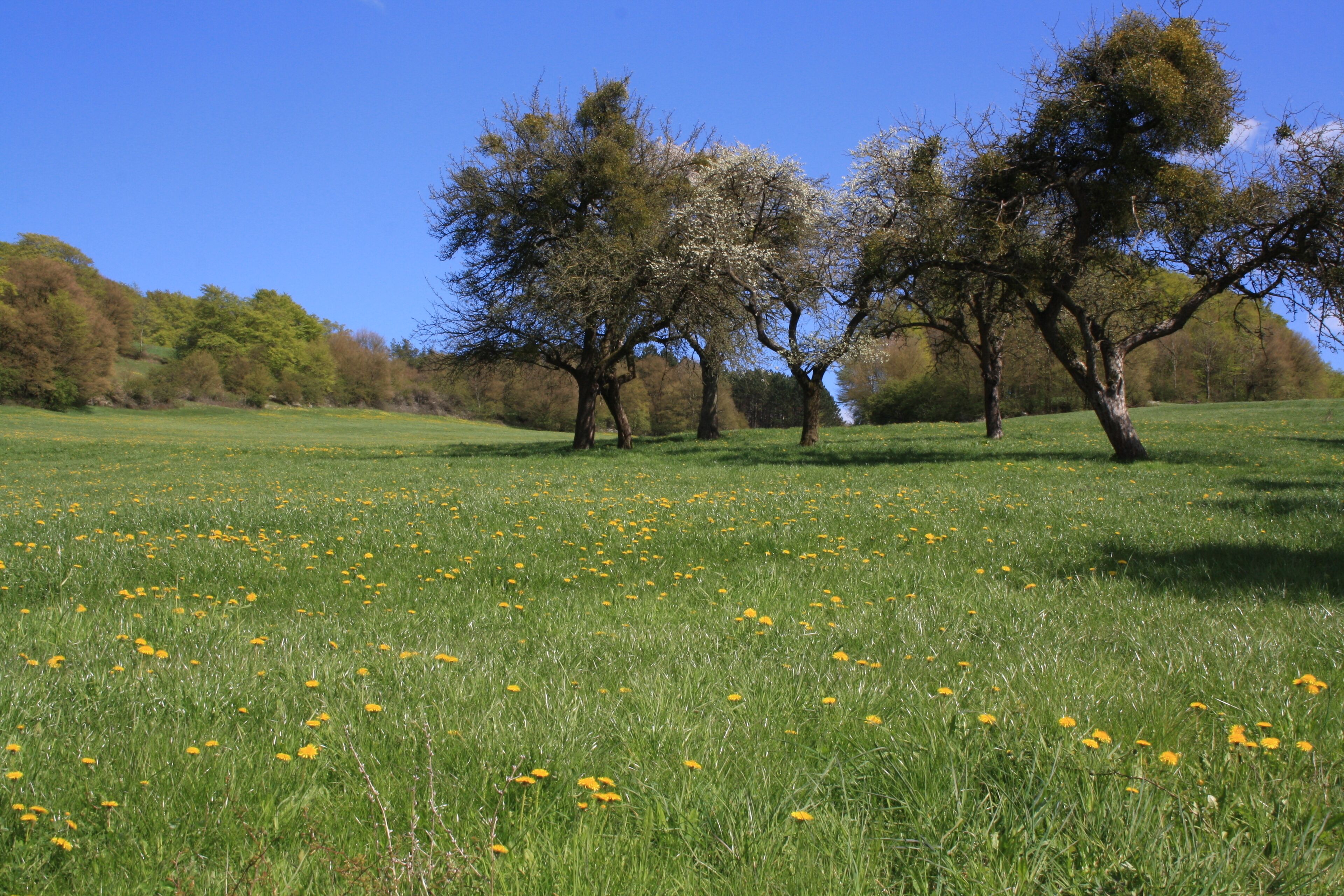 Streuobstbäume mit Misteln, Landschaftsschutzgebiet „Hessische Rhön“