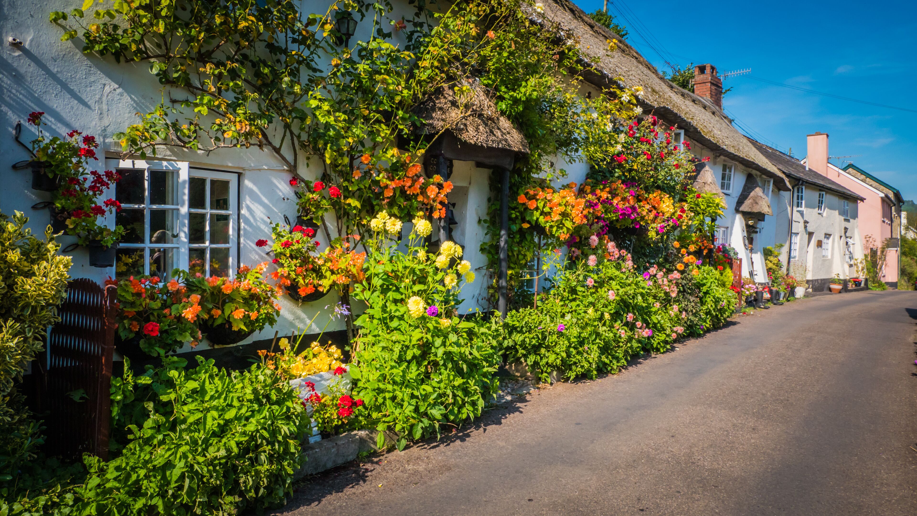 A quaint white cottage with a thatched roof, surrounded by vibrant flowers and lush greenery.
