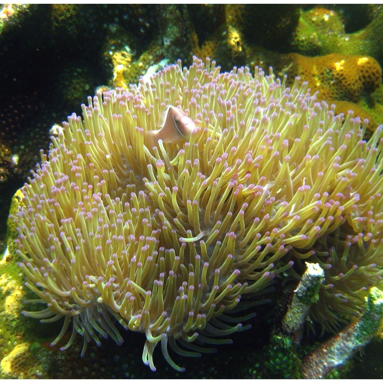 One of the best dive/scuba islands in western Malaysia. Perhentian is a smaller island than Redang and a lot less commercialized if you wish to escape the crowds.