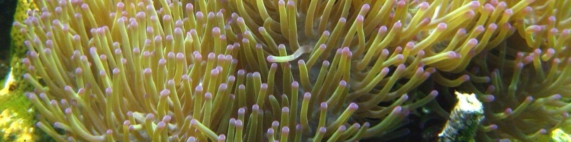 A sea anemone with a fish inside.