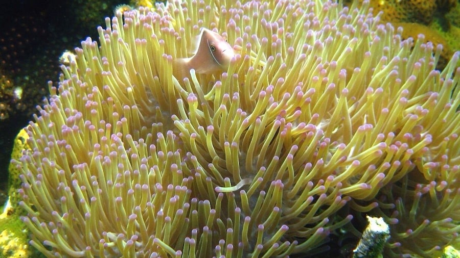 One of the best dive/scuba islands in western Malaysia. Perhentian is a smaller island than Redang and a lot less commercialized if you wish to escape the crowds.
