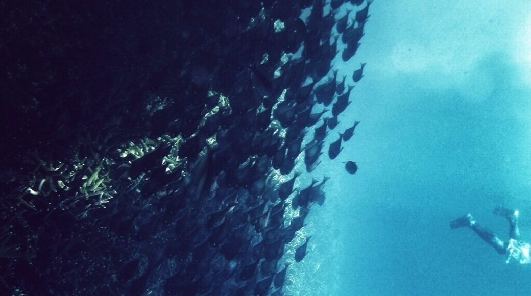 Free-diving in Perhentian.