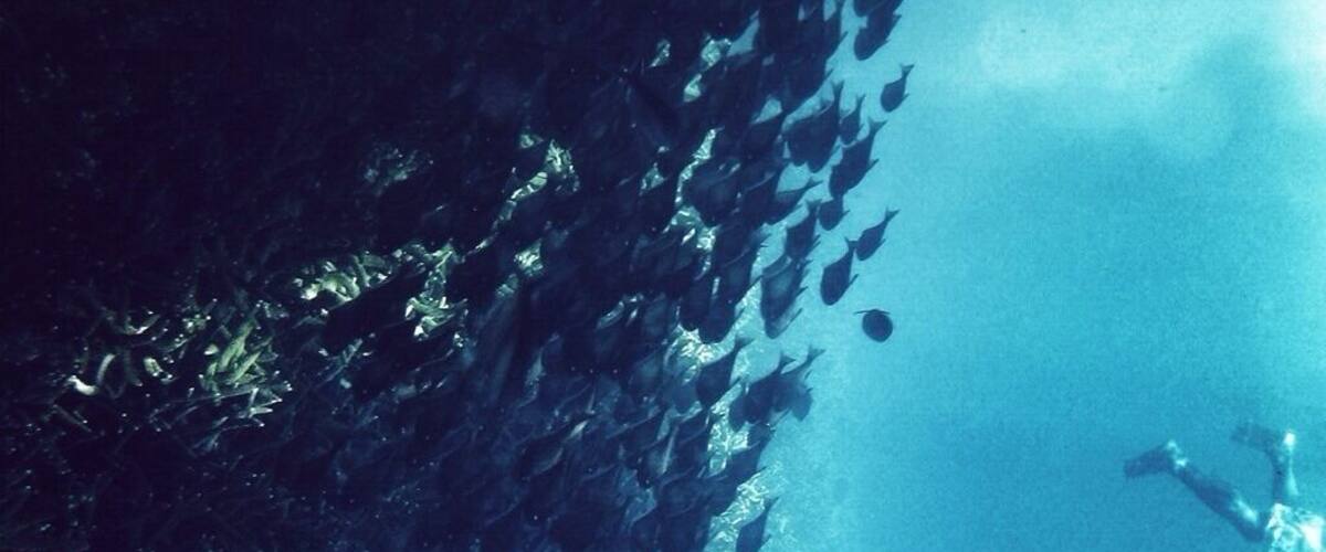 Free-diving in Perhentian.