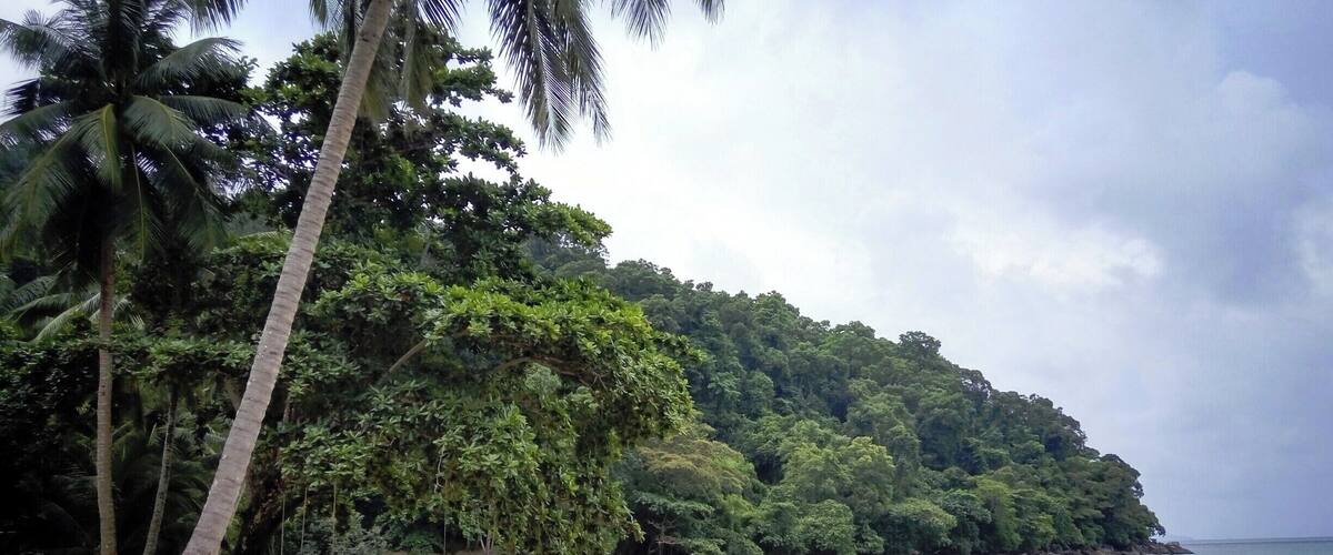 A beach with palm trees and a forested hill in the background.