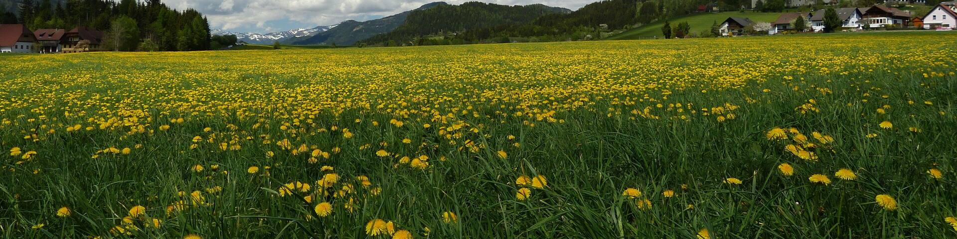 Löwenzahnwiese