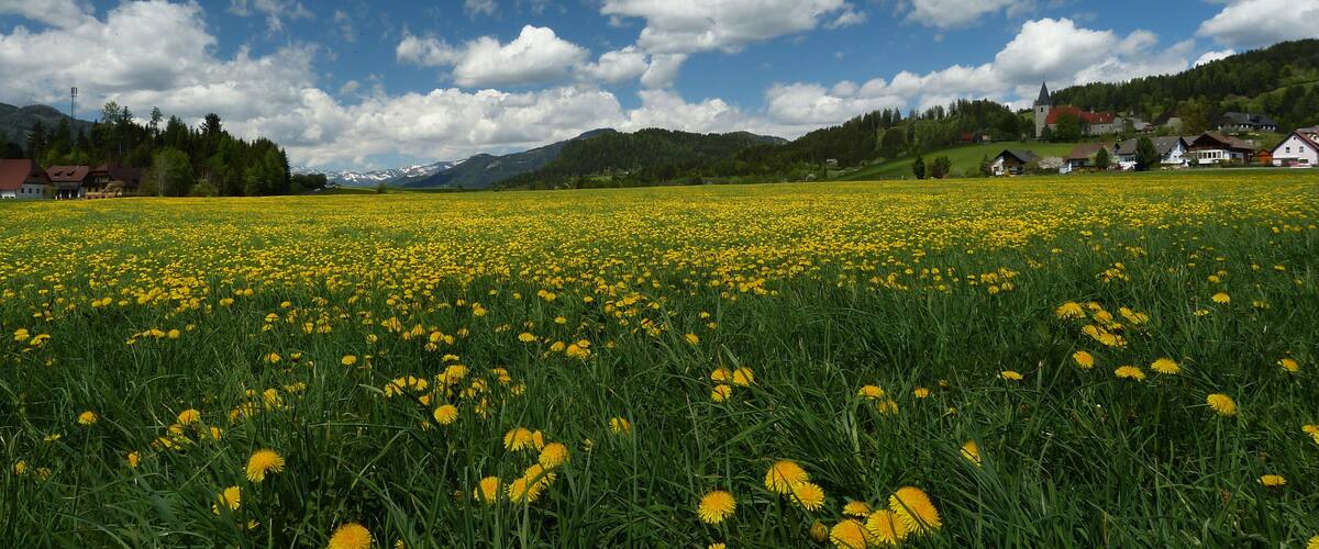 A field of yellow flowers under a blue sky with scattered clouds.
