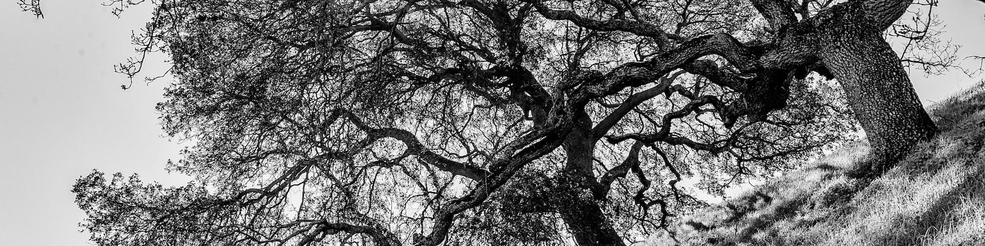 Oak Trees in Winter, Shell Ridge Open Space, Wanut Creek, Califo