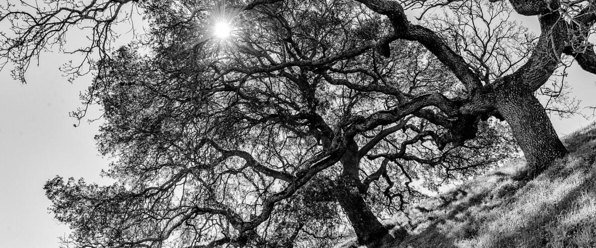 A large, leafless tree with a complex network of branches, set against a hilly landscape.