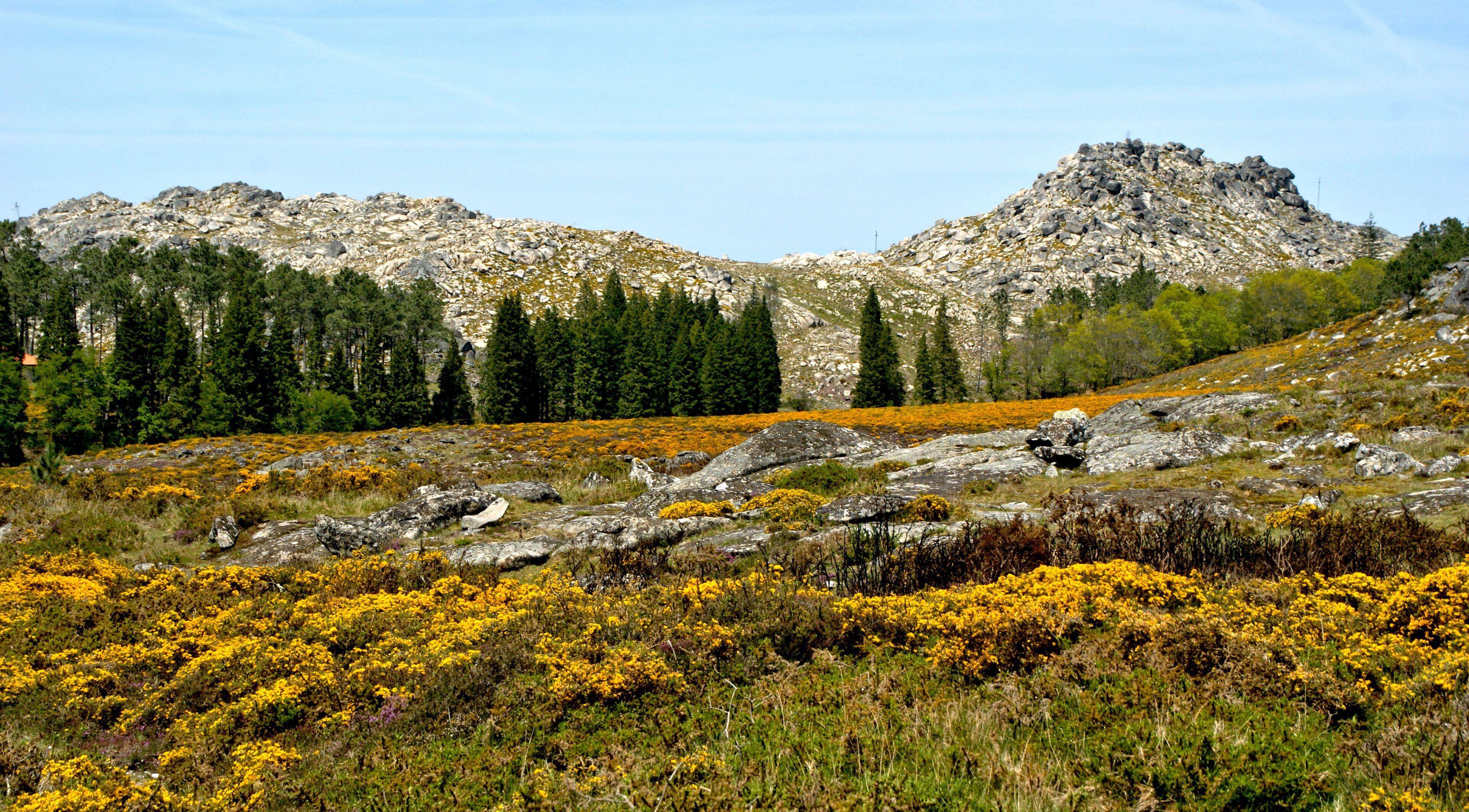 A mountainous landscape with rocky terrain, yellow flowers, and evergreen trees.