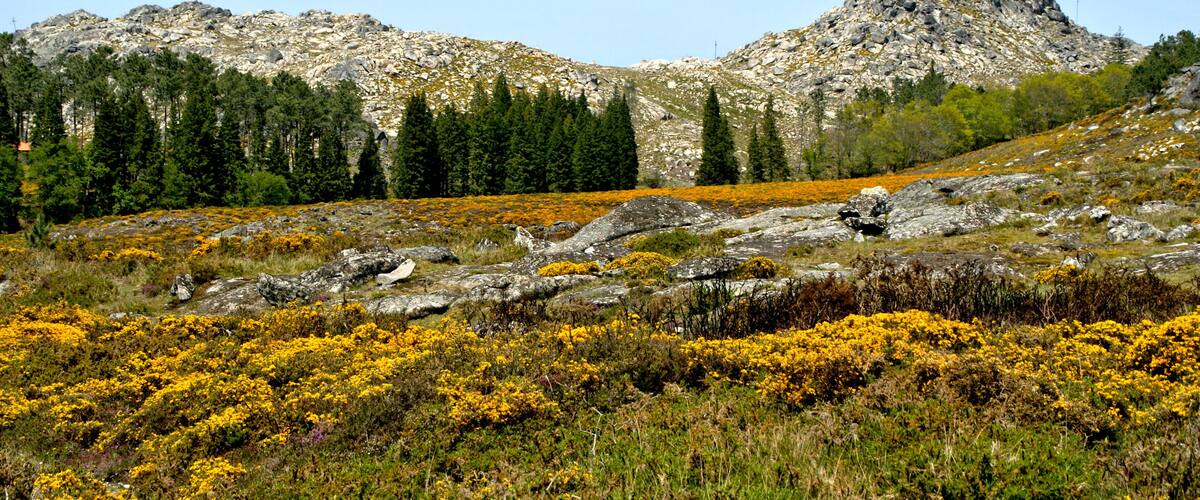 A mountainous landscape with rocky terrain, yellow flowers, and evergreen trees.
