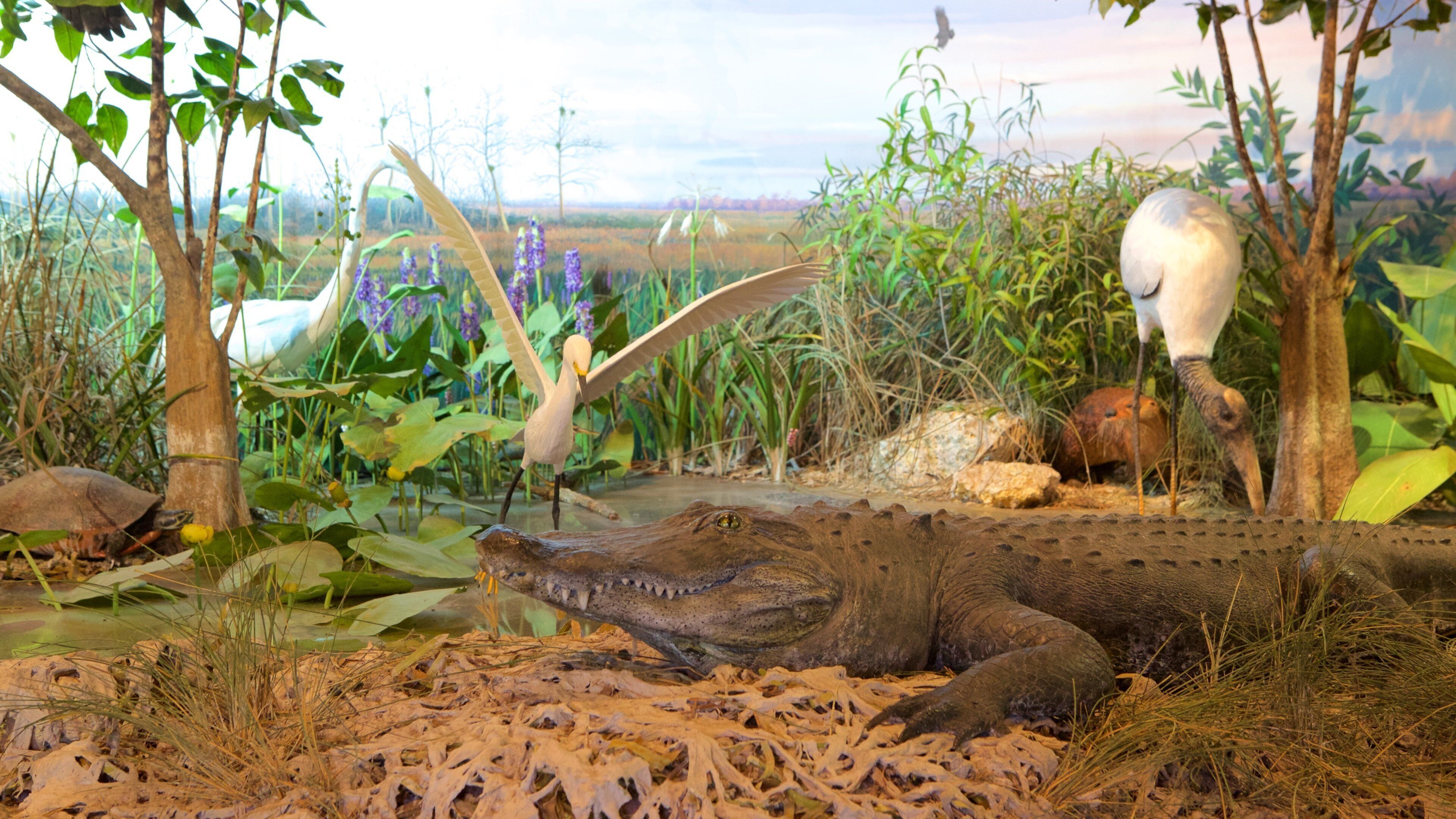 Everglades National Park