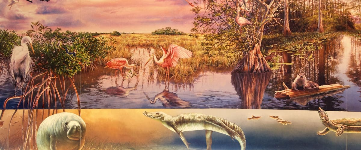 Công viên Quốc gia Everglades trong đó bao gồm nghệ thuật