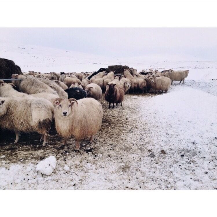 This little farmhouse is so perfect for experiencing the lifestyle of Icelandic farmers. Accommodation is in a building separate from the main house with a full kitchen and several rooms. Breakfast is included in the main house, or you can make your own. The family running this farm is very sweet and will happily give you a tour around the farm and introduce you to all the animals! #iceland #farmhouse