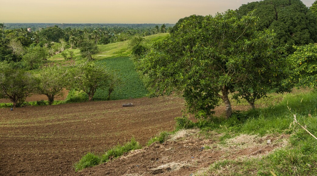 อัลฟอนโซ