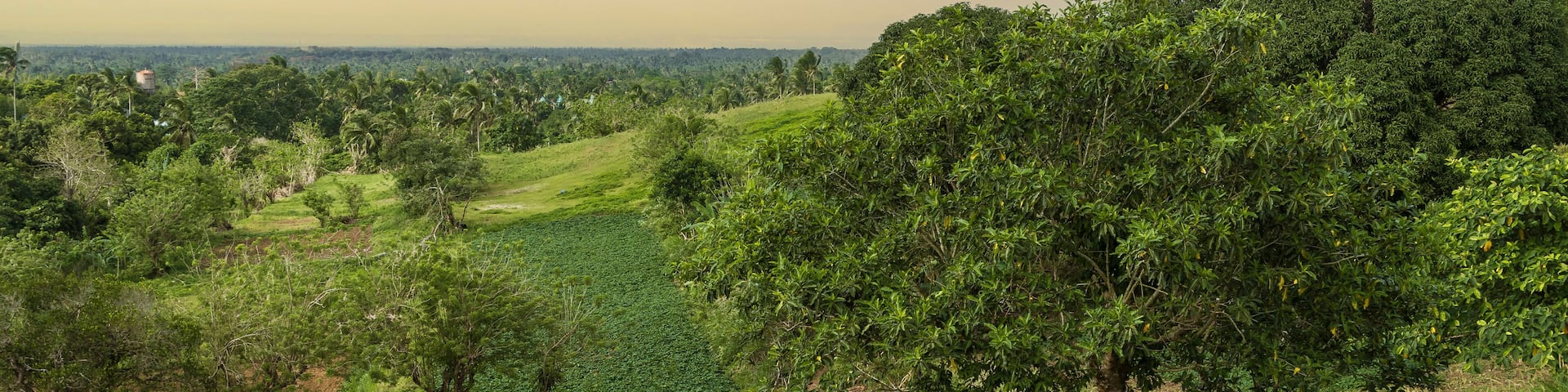 A mango tree and tilled farmland at Tagaytay, Cavite, Philippines. Undeveloped rural countryside in the highland city.