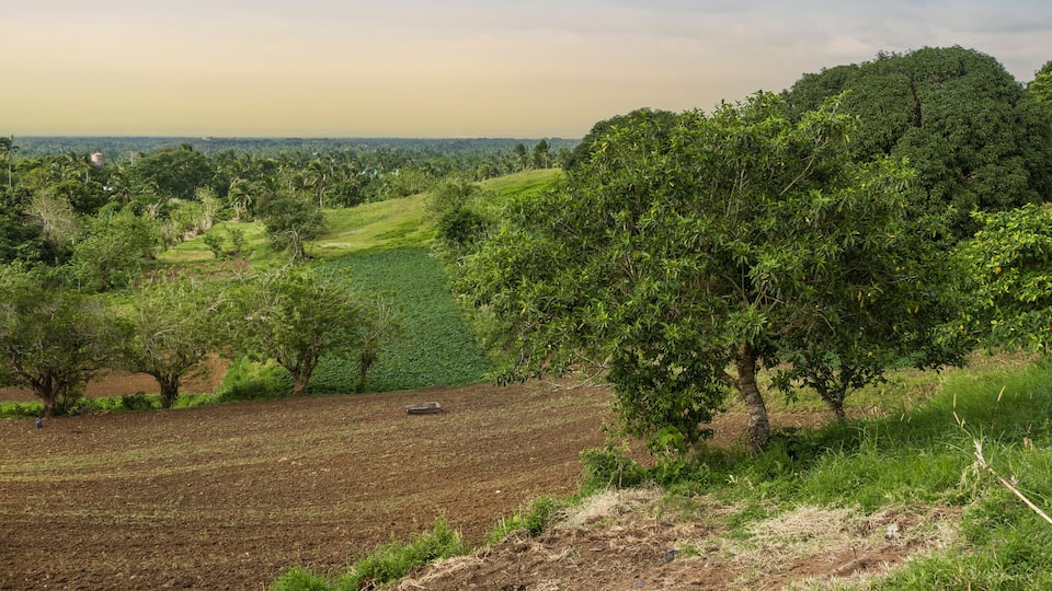A mango tree and tilled farmland at Tagaytay, Cavite, Philippines. Undeveloped rural countryside in the highland city.