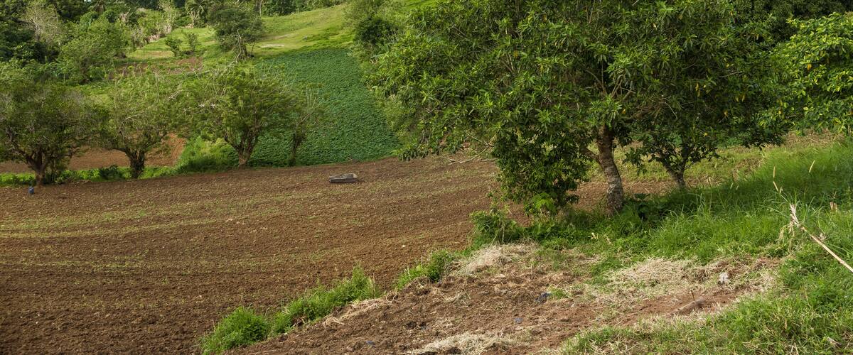 A rural landscape with a large tree, a plowed field, and a distant view of a city skyline.