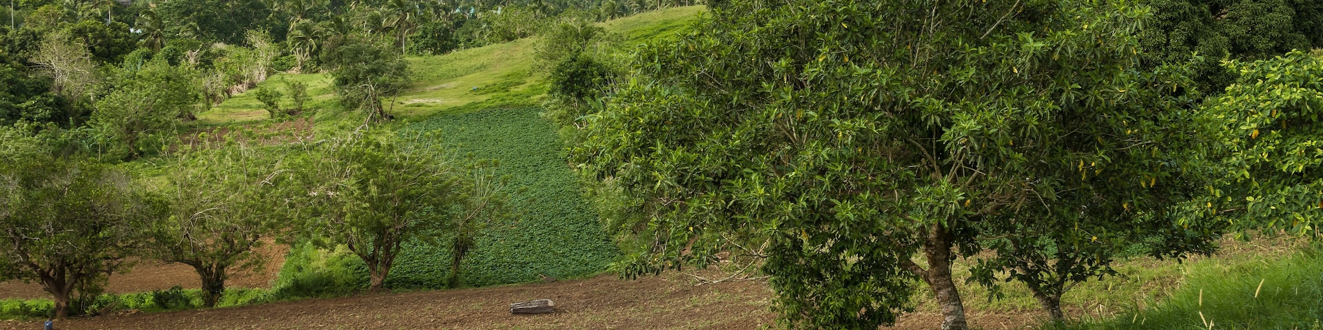 A rural landscape with a large tree, a plowed field, and a distant view of a city skyline.