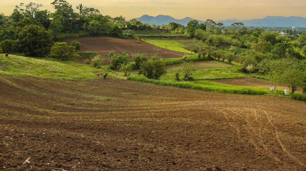 อัลฟอนโซ