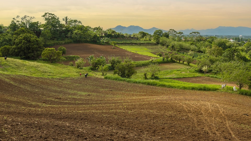 Late afternoon scene of a tilled farmland blessed with fertile volcanic soil at Tagaytay, Cavite, Philippines.