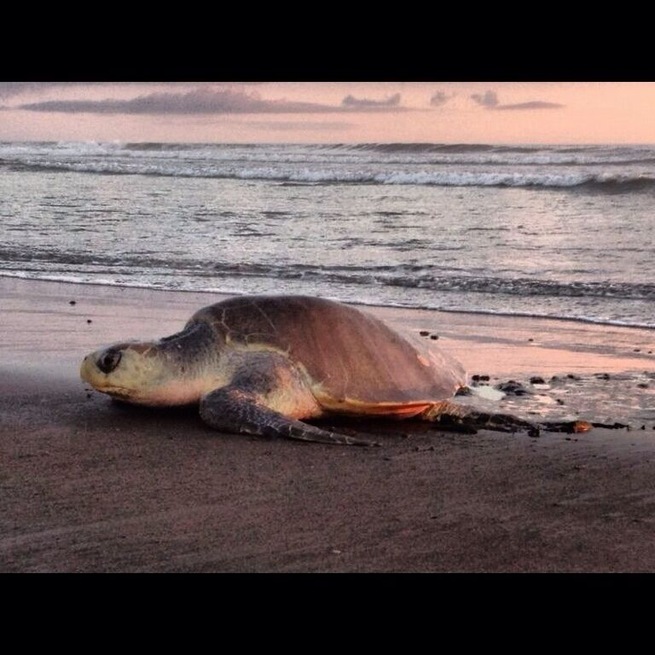Tortuga