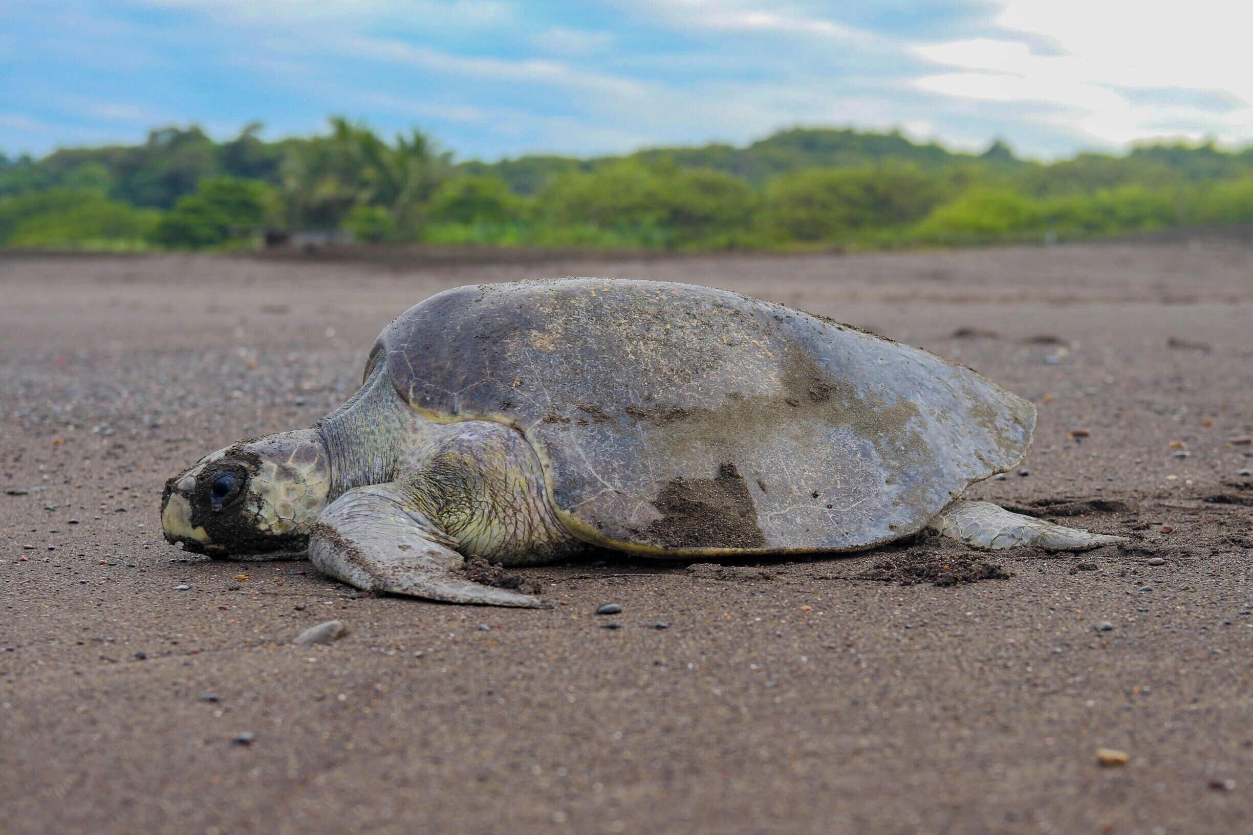 Sea turtles are one of the coolest marine animals ever. While in Costa Rica I had the chance to get up close and witness them nesting on the shores of Playa Ostional.

http://www.divebuddies4life.com/i-left-my-heart-in-ostional/
