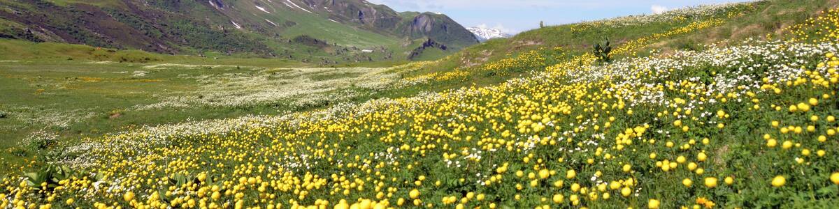 Fully covered fields with spring flowers makes walking near the Cormet de Roselend 1968 m enjoyable