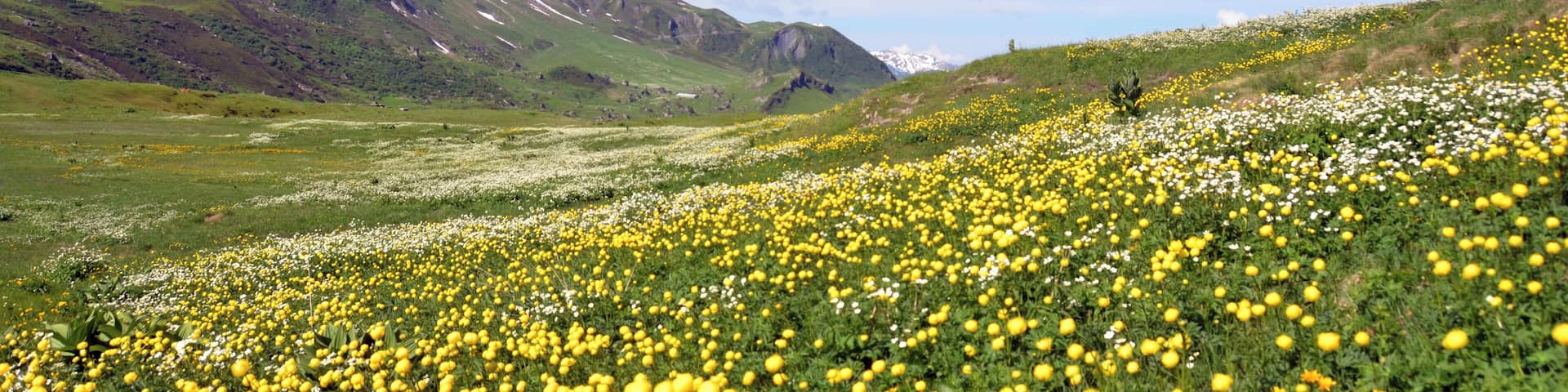 Fully covered fields with spring flowers makes walking near the Cormet de Roselend 1968 m enjoyable