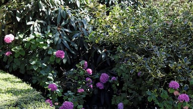 Border shrubs at the north of Quex House in the civil parish of Birchington in Kent, England. Software: RAW file lens-corrected, optimized and converted to JPEG with DxO OpticsPro 10 Elite, and likely further optimized and/or cropped and/or spun with Adobe Photoshop CS2.