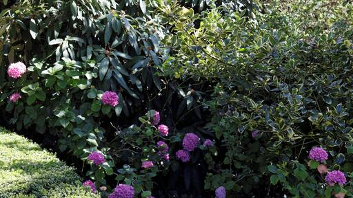 Border shrubs at the north of Quex House in the civil parish of Birchington in Kent, England. Software: RAW file lens-corrected, optimized and converted to JPEG with DxO OpticsPro 10 Elite, and likely further optimized and/or cropped and/or spun with Adobe Photoshop CS2.
