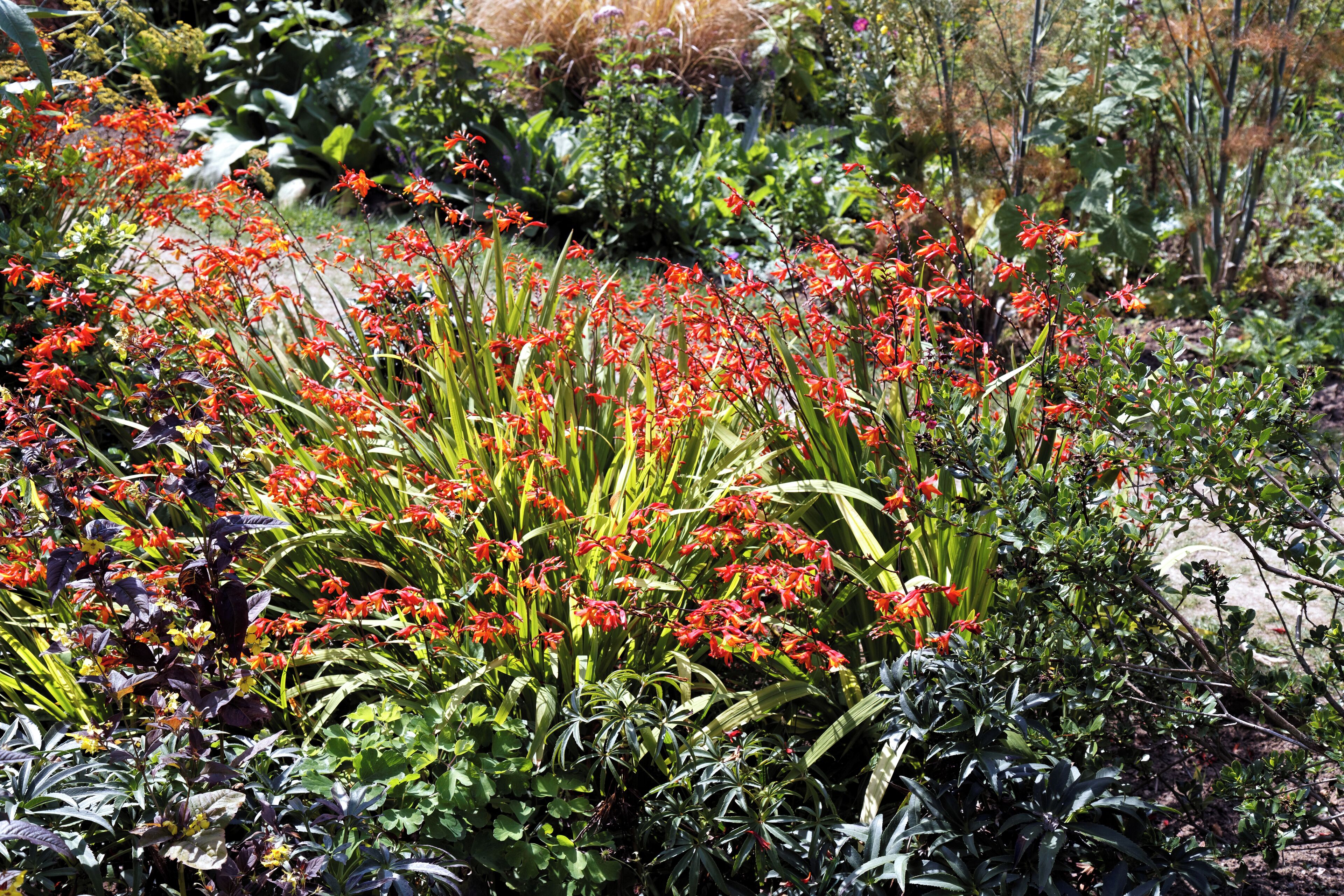 Crocosmia, commonly "Montbretia", in a shrub border of the Victorian walled garden of Quex House in the civil parish of Birchington in Kent, England. Software: RAW file lens-corrected, optimized and converted to JPEG with DxO OpticsPro 10 Elite, and likely further optimized and/or cropped and/or spun with Adobe Photoshop CS2.