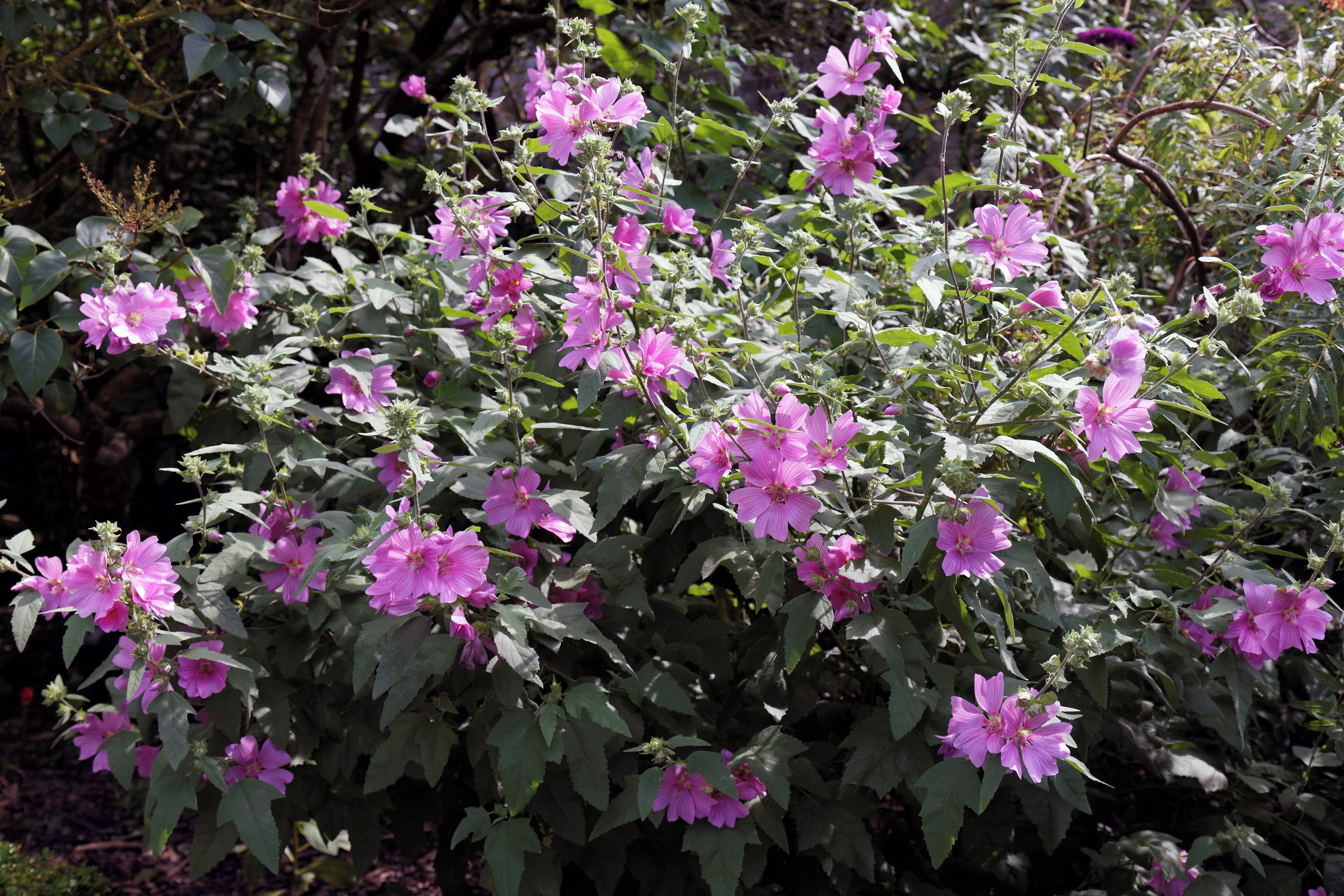Tree mallow (otherwise Malva arborea or Malva eriocalyx), Lavatera arborea at the north of Quex House in the civil parish of Birchington in Kent, England. Software: RAW file lens-corrected, optimized and converted to JPEG with DxO OpticsPro 10 Elite, and likely further optimized and/or cropped and/or spun with Adobe Photoshop CS2. Quex House in the civil parish of Birchington, in Kent, England. Software: RAW file lens-corrected, optimized and converted to JPEG with DxO OpticsPro 10 Elite, and likely further optimized and/or cropped and/or spun with Adobe Photoshop CS2.