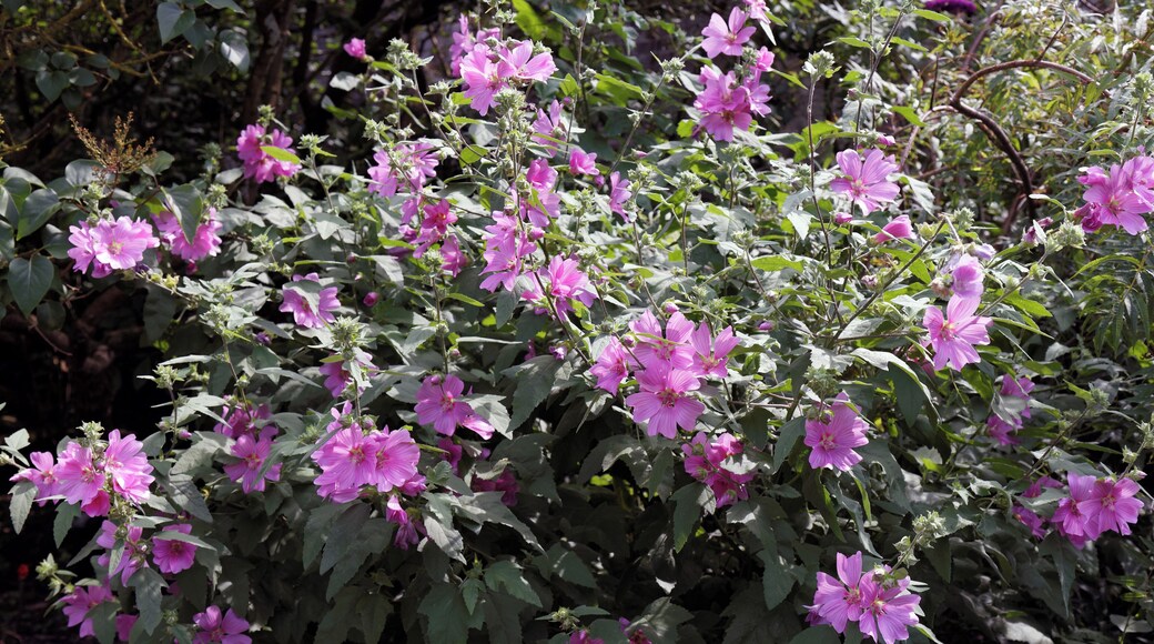 Tree mallow (otherwise Malva arborea or Malva eriocalyx), Lavatera arborea at the north of Quex House in the civil parish of Birchington in Kent, England. Software: RAW file lens-corrected, optimized and converted to JPEG with DxO OpticsPro 10 Elite, and likely further optimized and/or cropped and/or spun with Adobe Photoshop CS2. Quex House in the civil parish of Birchington, in Kent, England. Software: RAW file lens-corrected, optimized and converted to JPEG with DxO OpticsPro 10 Elite, and likely further optimized and/or cropped and/or spun with Adobe Photoshop CS2.