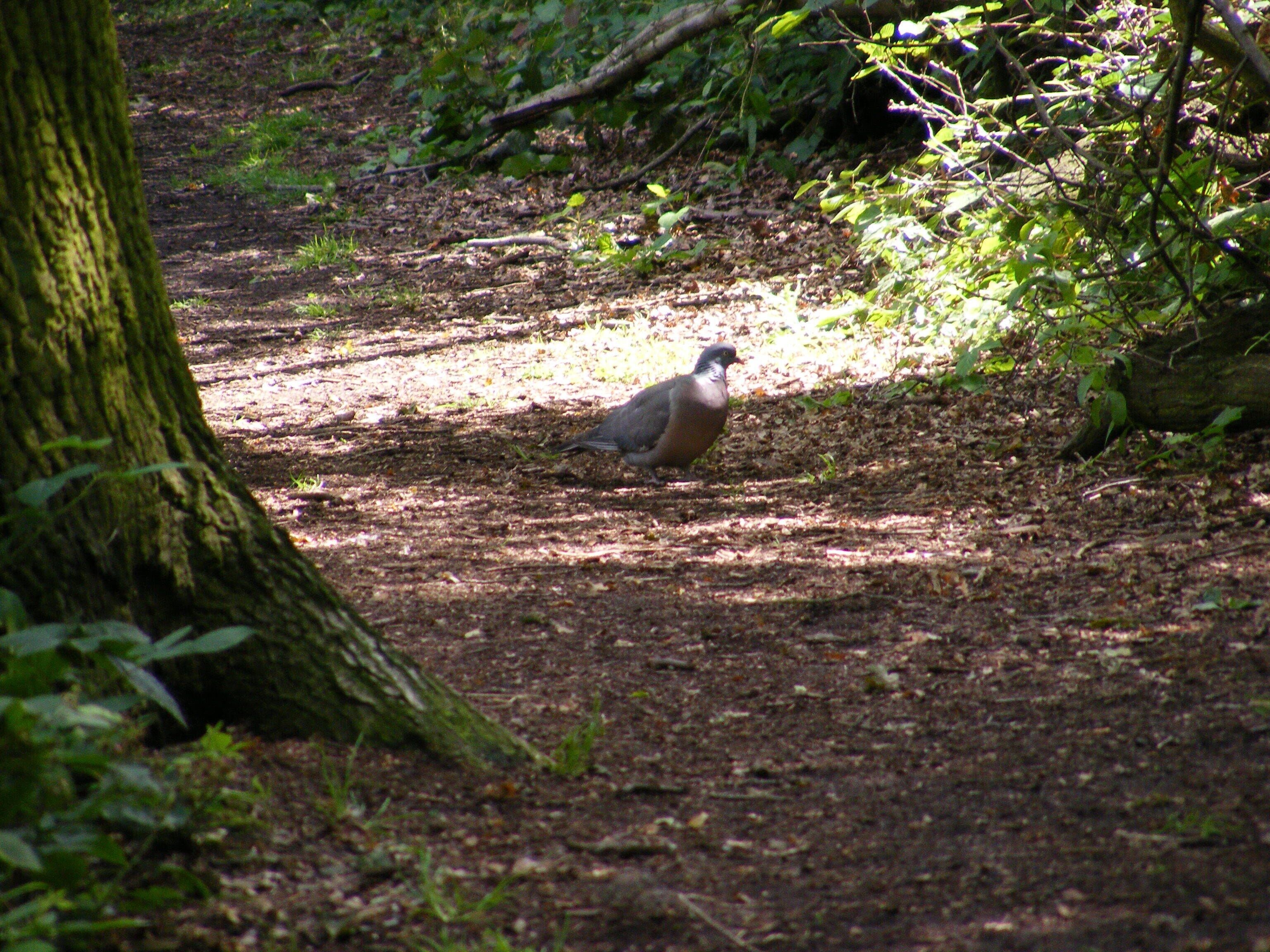 Um pássaro no chão da floresta, entre árvores e vegetação rasteira.