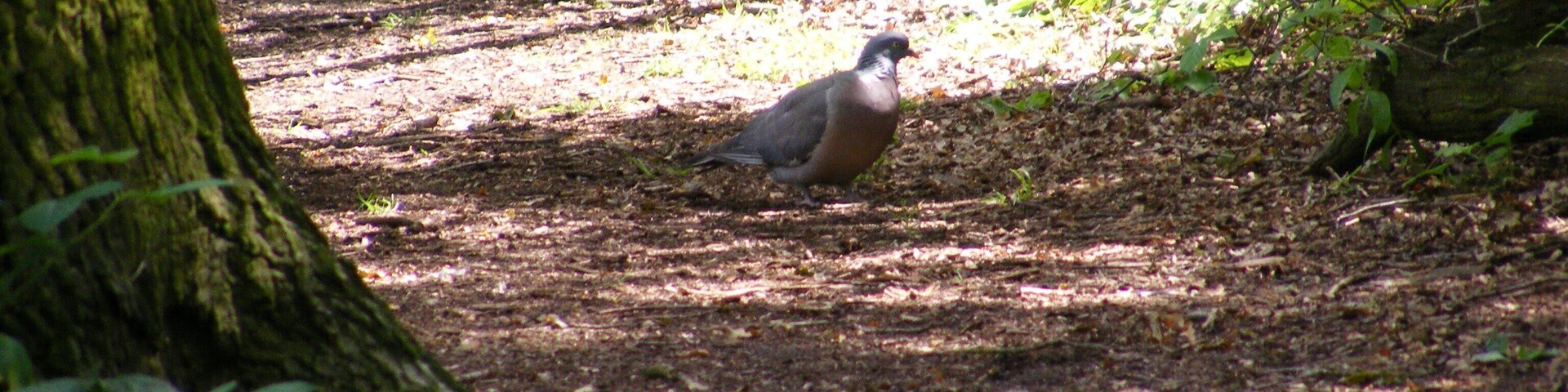 Um pássaro no chão da floresta, entre árvores e vegetação rasteira.