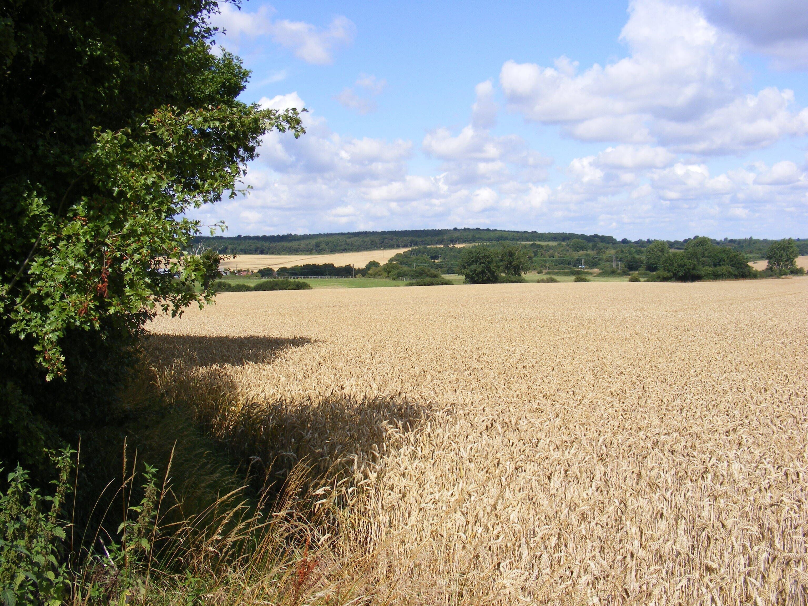 Farmland, Muttons Lane, Potter Bar Taken from near the Strafford Arms on the B556
