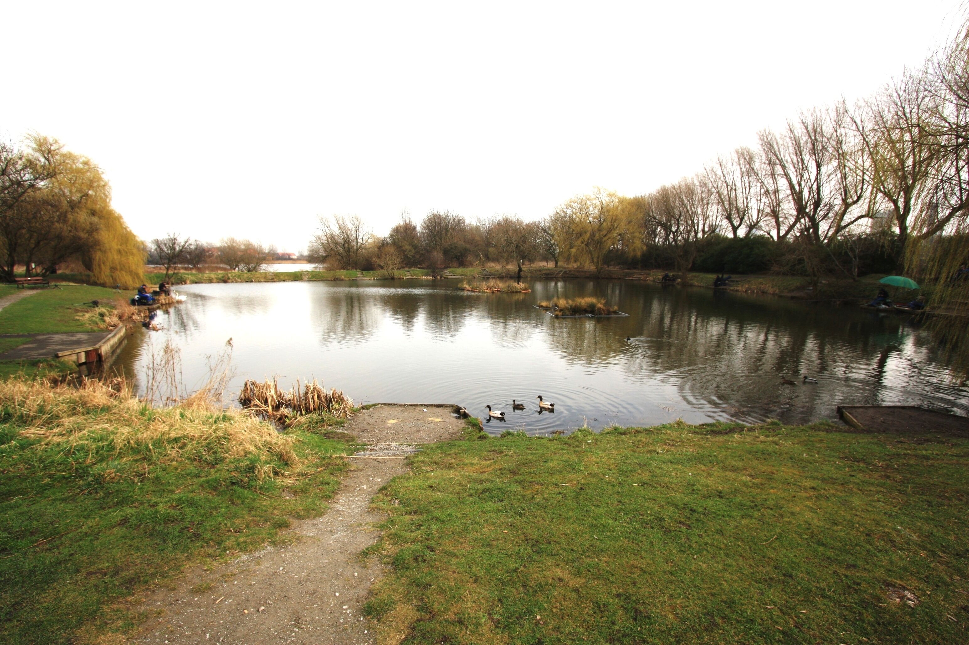 Charlton's Pond Local Nature Reserve This photograph shows a view of a local nature reserve known as Charlton's Pond. The picture was taken looking in an east-north-easterly direction towards Cowpen Lane Estate.