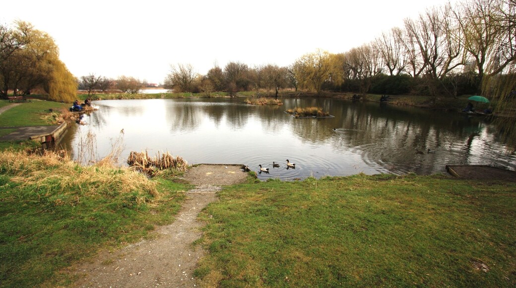 Charlton's Pond Local Nature Reserve This photograph shows a view of a local nature reserve known as Charlton's Pond. The picture was taken looking in an east-north-easterly direction towards Cowpen Lane Estate.