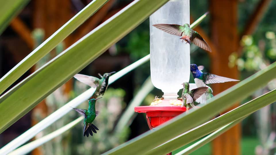 A hummingbird feeder surrounded by green leaves.