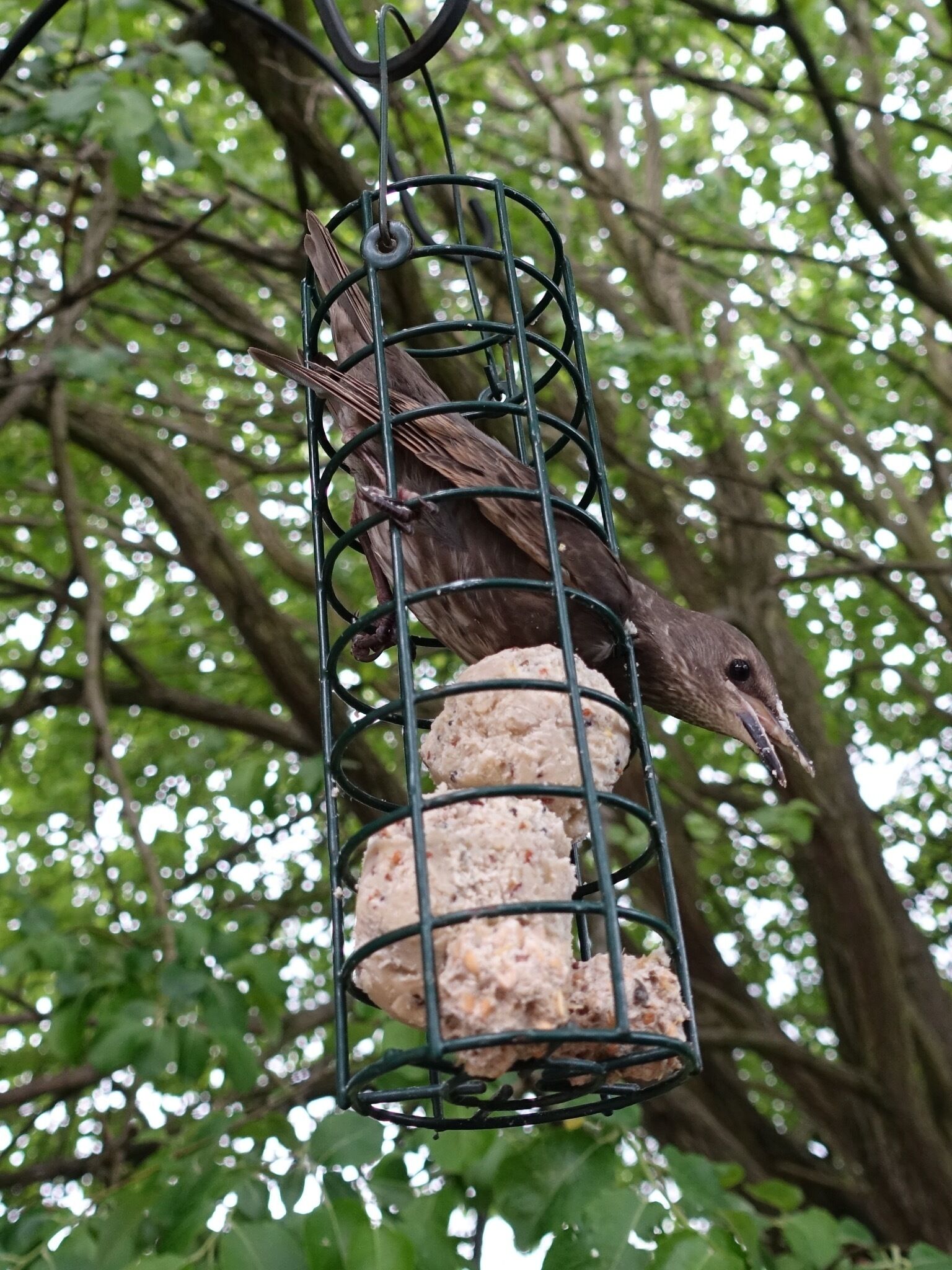 Oh no! - a young starling stuck in my bird feeder - safely rescued & released - I've now covered the top so it won't happen again!