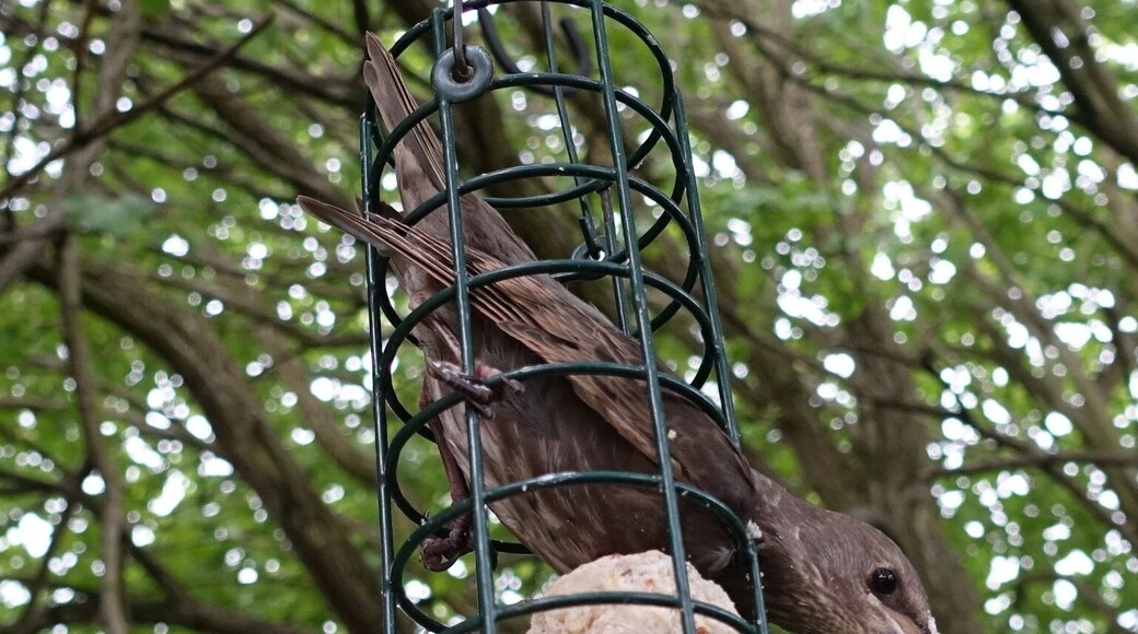 Oh no! - a young starling stuck in my bird feeder - safely rescued & released - I've now covered the top so it won't happen again!