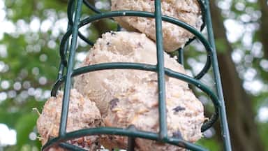 Please be aware if using bird feeders. This happened today - a young starling entered through the open top - I rescued & released the bird and have now covered the top so it doesn't happen again..