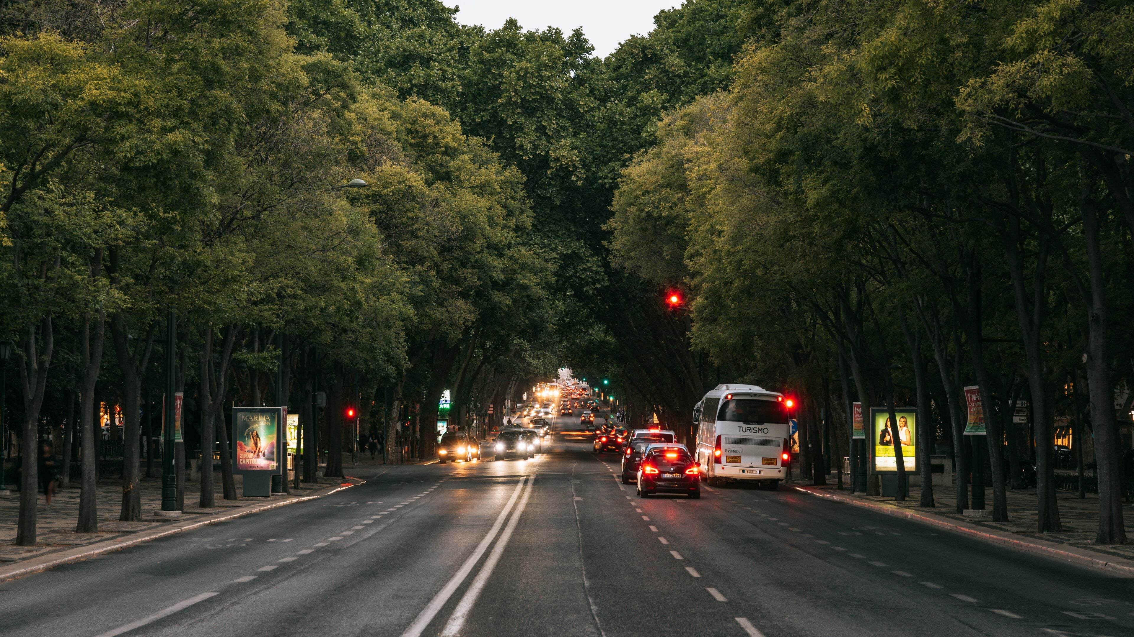 A tree-lined urban street with vehicles, including a bus, and illuminated street signs.