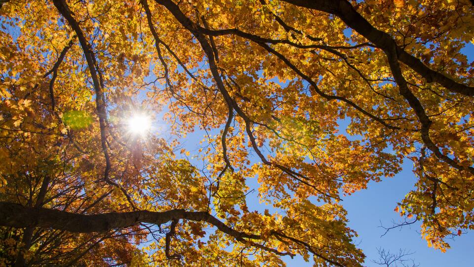 A tree with yellow leaves against a clear blue sky.