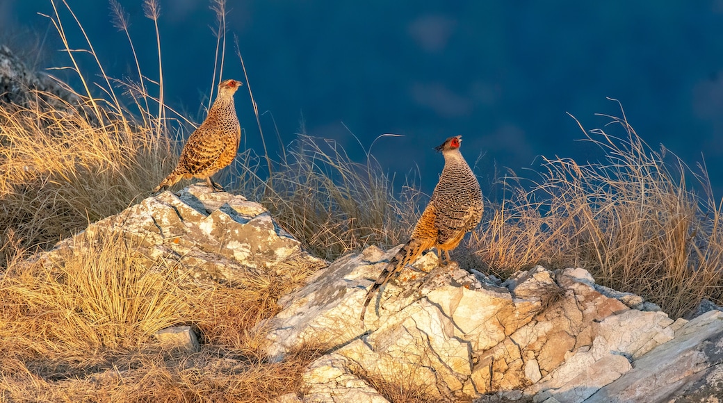 A cheer pheasant standing on top of a boulder on top of a mountain on the outskirts of Rudraprayag, Uttarakhand