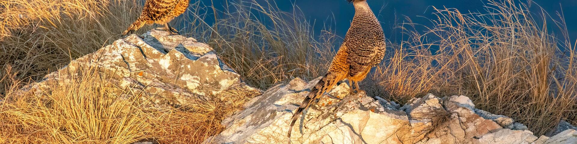 A cheer pheasant standing on top of a boulder on top of a mountain on the outskirts of Rudraprayag, Uttarakhand