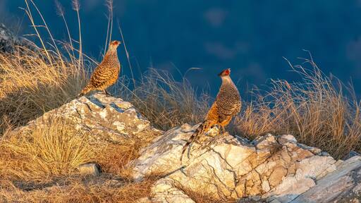 A cheer pheasant standing on top of a boulder on top of a mountain on the outskirts of Rudraprayag, Uttarakhand