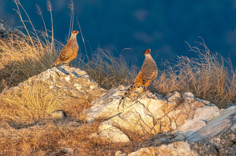 A cheer pheasant standing on top of a boulder on top of a mountain on the outskirts of Rudraprayag, Uttarakhand