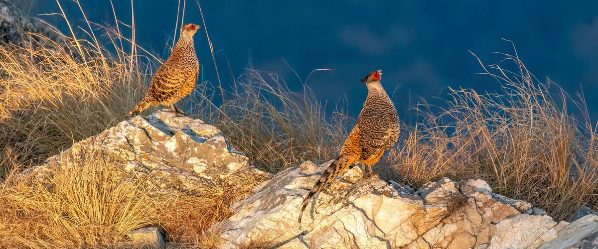 Two pheasants on rocky terrain with dry grass and sparse vegetation.